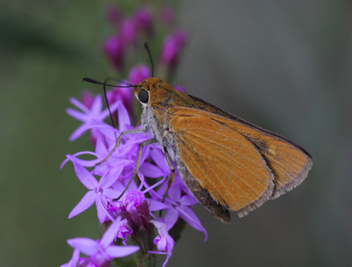 Palmetto Skipper